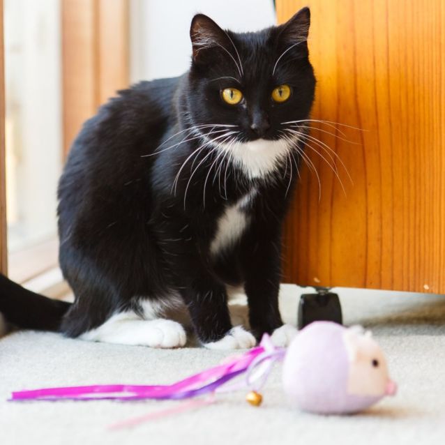 Photo of Cleo *9 Lives Project Rescue*