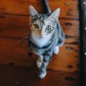 Photo of Merry