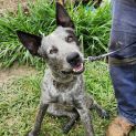 Photo of Pip