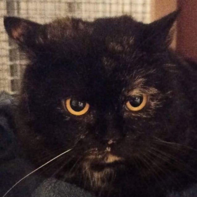 Photo of Lady Marmalade **2nd Chance Cat Rescue**