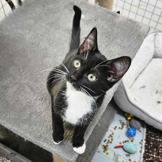 Photo of Rhyanna ** 2nd Chance Cat Rescue**