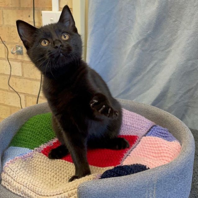 Photo of Shadow