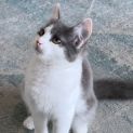 Photo of Zipper ^Dandy Cat Rescue^