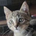 Photo of Tabby Girl