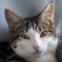 Photo of Shilling **2nd Chance Cat Rescue**