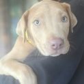 Photo of Major