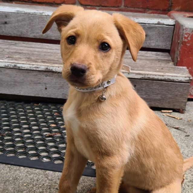 Gold kelpie 2025