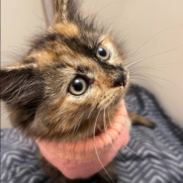 Photo of Lois (Located In Flemington)