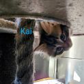 Photo of Kai Meet Me@Petstock Central Store Mornington 27/4