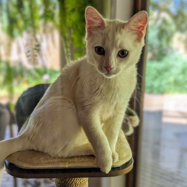 Photo of Vanilla **2nd Chance Cat Rescue**