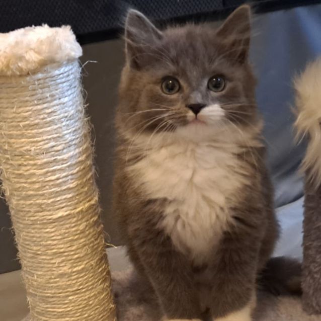 Photo of Angelo & Kosta