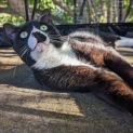 Photo of Michaelangelo **2nd Chance Cat Rescue**