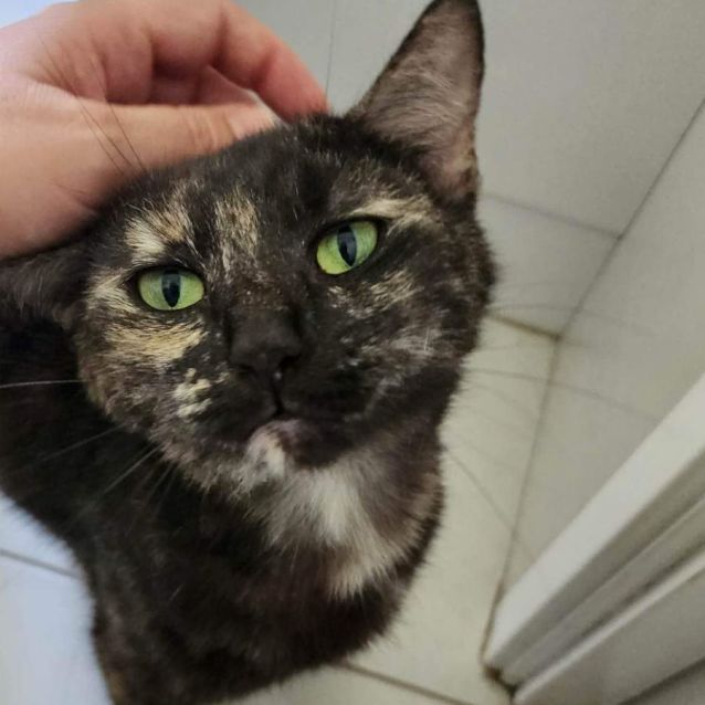 Photo of Willow 