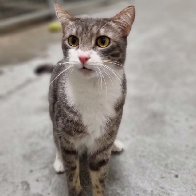 Photo of Viper 😻😈