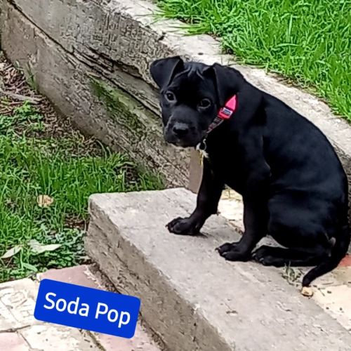 Soda Pop or Cherry Pie