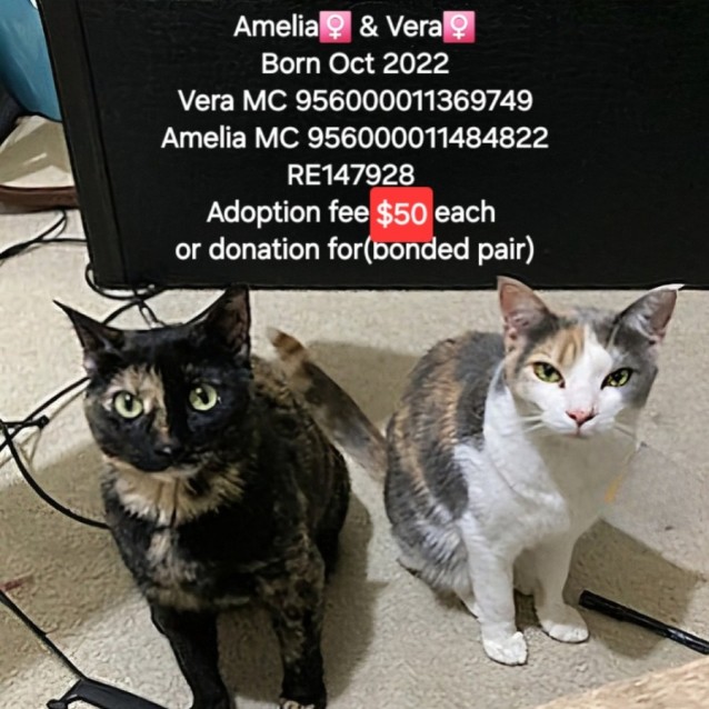 Photo of Amelia & Vera