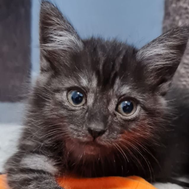 Photo of Lucian ^Dandy Cat Rescue^