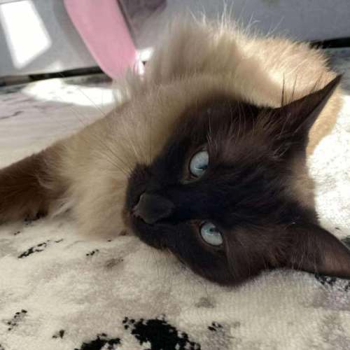 Oliver **2nd Chance Cat Rescue**