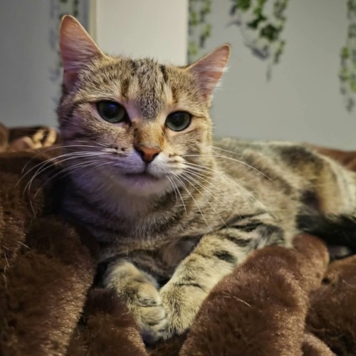 Biscotti
