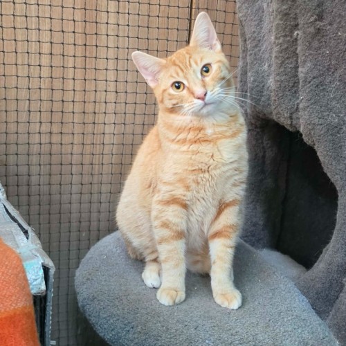 Richard ** 2nd Chance Cat Rescue**