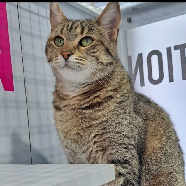 Missy Meet me at Mornington central petstock Female Domestic Short Hair Cat in VIC PetRescue