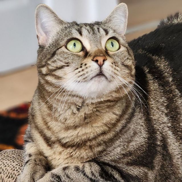 Photo of Penny ^^Dandy Cat Rescue^^