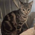 Photo of Tabitha