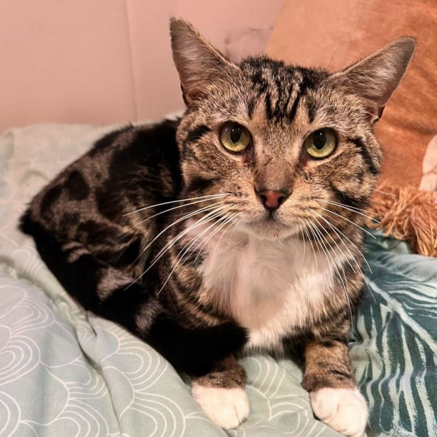 Photo of Maki *9 Lives Project Rescue*