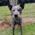 Photo of Pip