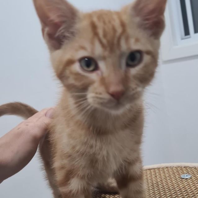 Photo of Ginger