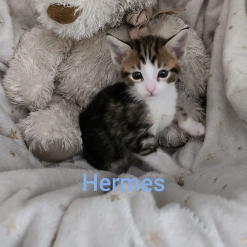 Hermes