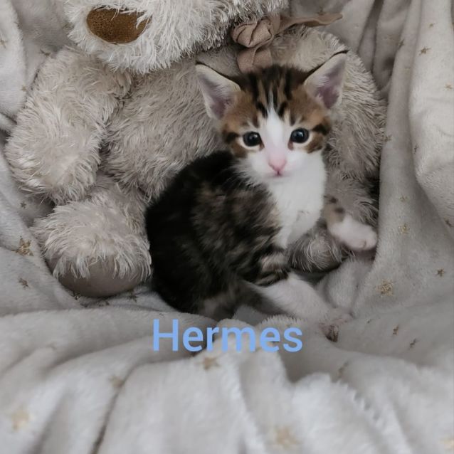 Photo of Hermes
