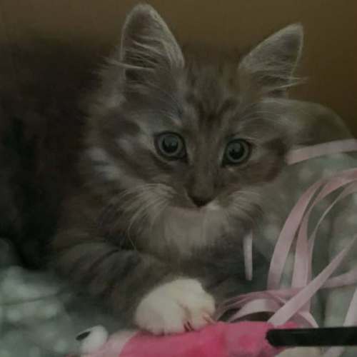 Lewis *9 Lives Project Rescue*