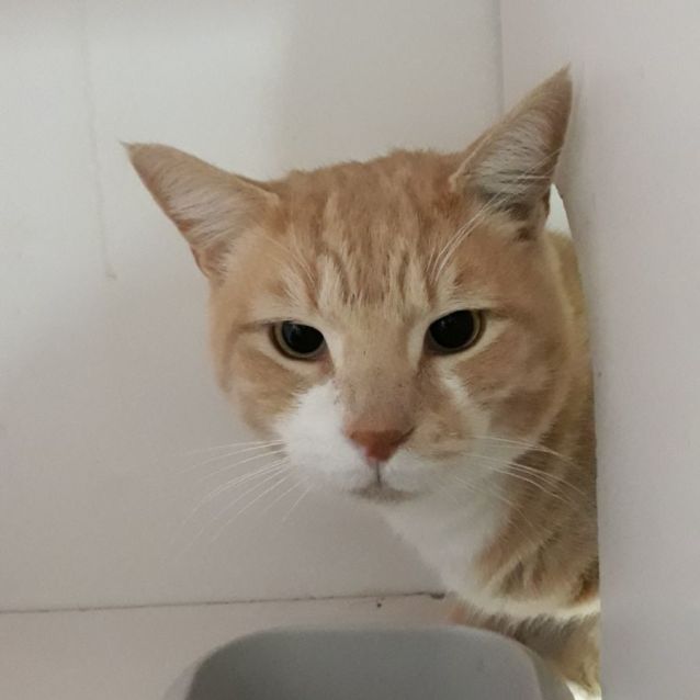 Photo of Ninja