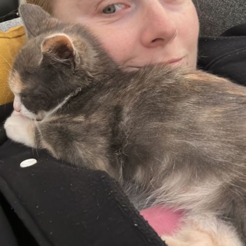 Freya 