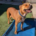 Photo of Xena
