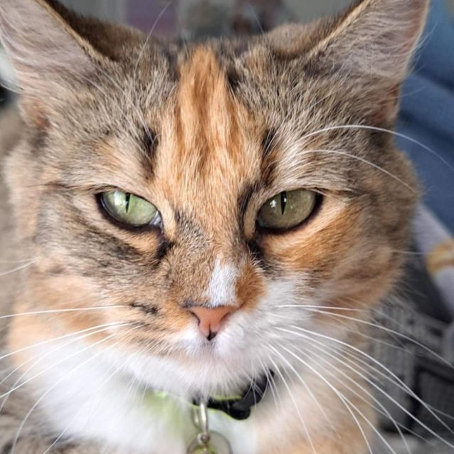 Photo of Cheeseburger