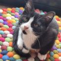 Photo of Cyborg ** 2nd Chance Cat Rescue**
