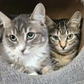 Photo of Bailey ** 2nd Chance Cat Rescue**