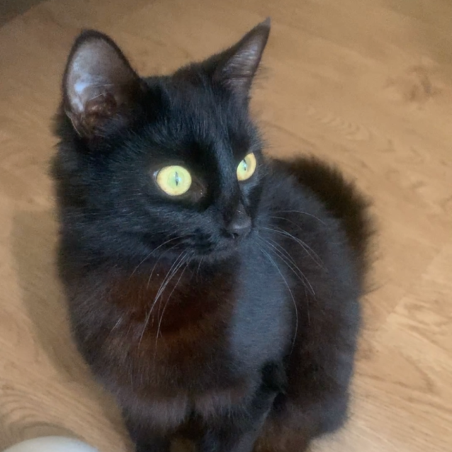 Photo of Momo   1 Year Old Cat
