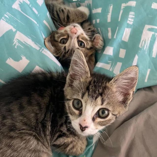 Photo of Rocket And Groot