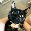 Photo of Mocha