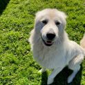 Photo of Sammy