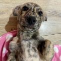 Photo of Barlie