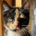 Photo of Peony   Located In Preston