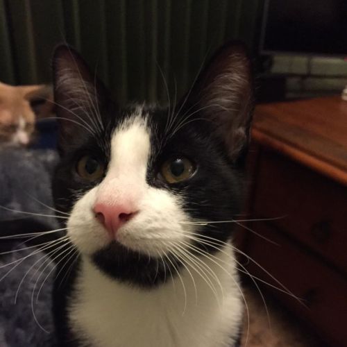 Cosmo ^^Dandy Cat Rescue^^