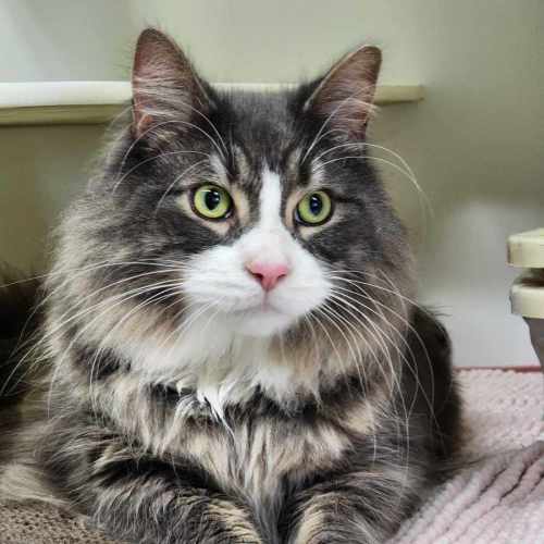 🐯 Maximus 5389 🐯