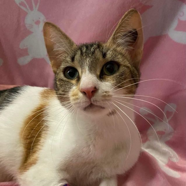 Photo of Jasmine