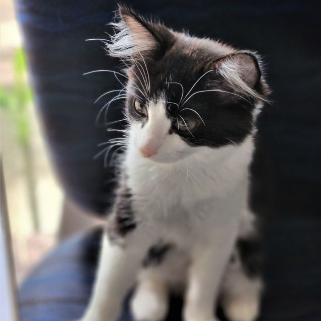 Photo of Rascal ^^Dandy Cat Rescue^^