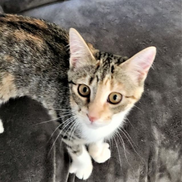 Photo of Sprite ^^Dandy Cat Rescue^^